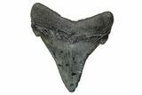 Serrated, Chubutensis Tooth - Megalodon Ancestor #272500-1